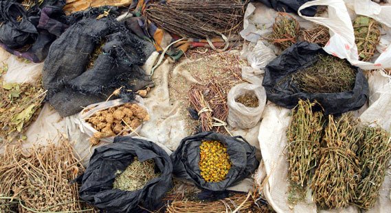 Ancient Uses of Traditional Herbs Across Cultures