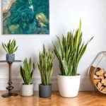 Benefits of Snake Plant