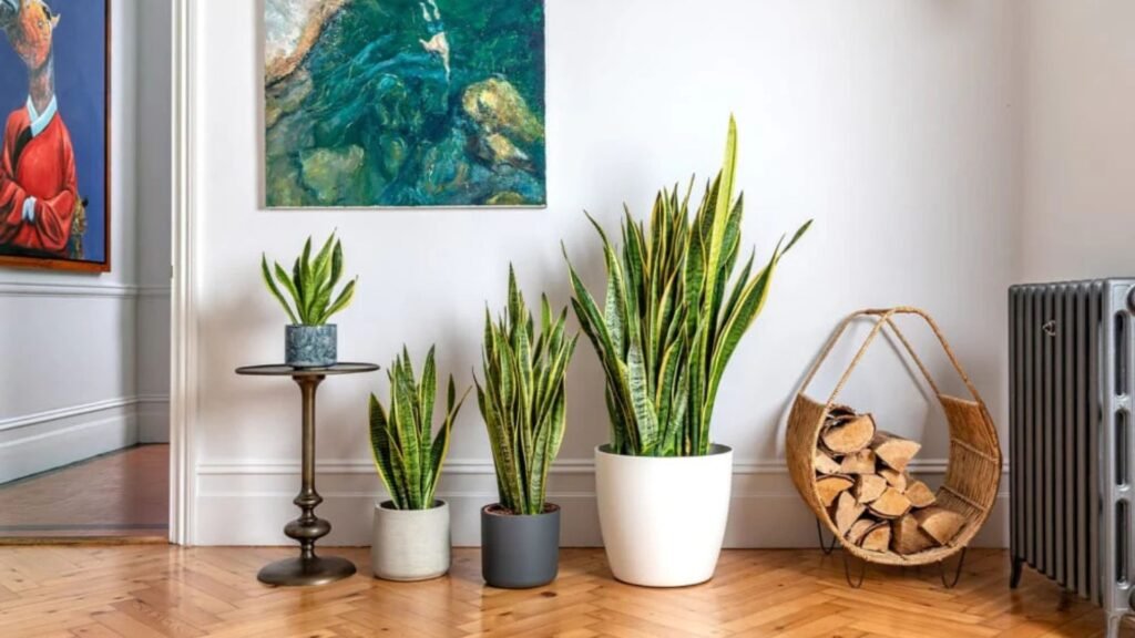 Benefits of Snake Plant