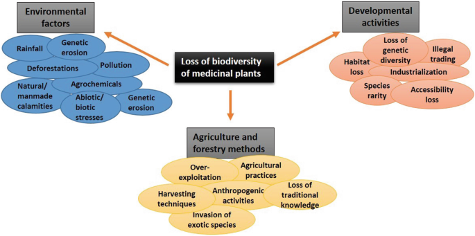 Ethical Sourcing of Medicinal Plants: Why It Matters