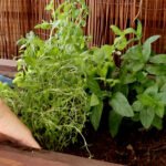 Exploring Medicinal Plants Found in Your Backyard