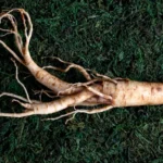 Ginseng: The Herb for Energy and Longevity