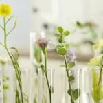 How Plants Contribute to Modern Medicine