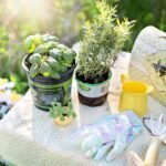 How to Grow Your Own Medicinal Herb Garden