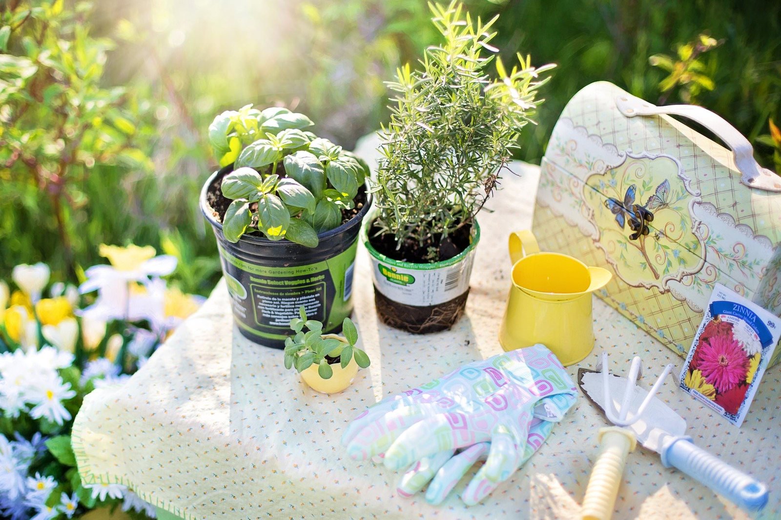 How to Grow Your Own Medicinal Herb Garden