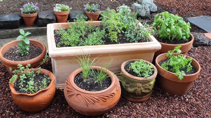 How to Grow Your Own Medicinal Herb Garden