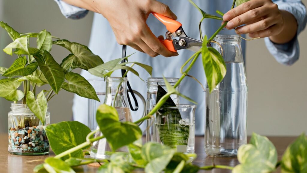 How to Propagate Plants