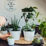 Indoor Plants for Small Spaces