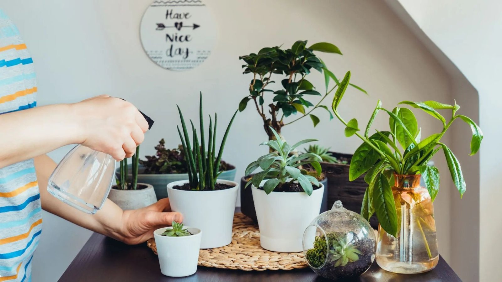 Indoor Plants for Small Spaces