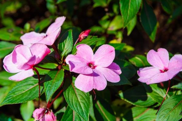 Medicinal Plants in Rainforests: Hidden Treasures