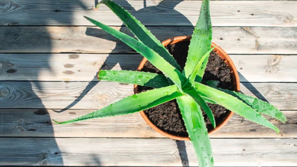 Medicinal Uses of Aloe Vera