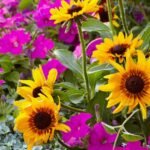 Native Plants for Your Area