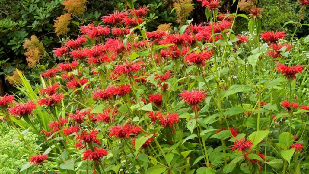 Native Plants for Your Area