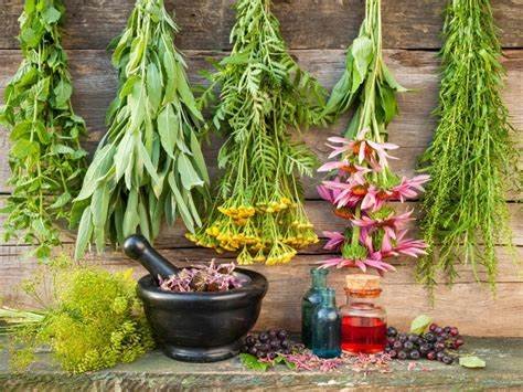 Growing Medicinal Plants in Your Garden