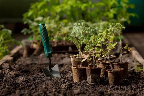 Caring for Plants in Urban Environments