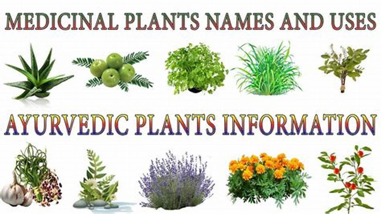 Medicinal Plants for Everyday Ailments