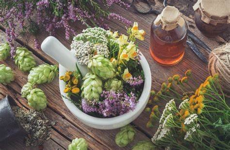 The Role of Herbalists in Modern Medicine