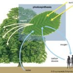 Photosynthesis and Plant Growth