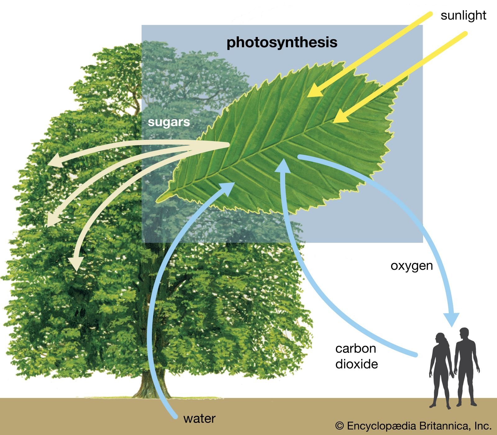 Photosynthesis and Plant Growth