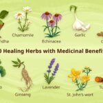 Top 10 Medicinal Plants and Their Health Benefits