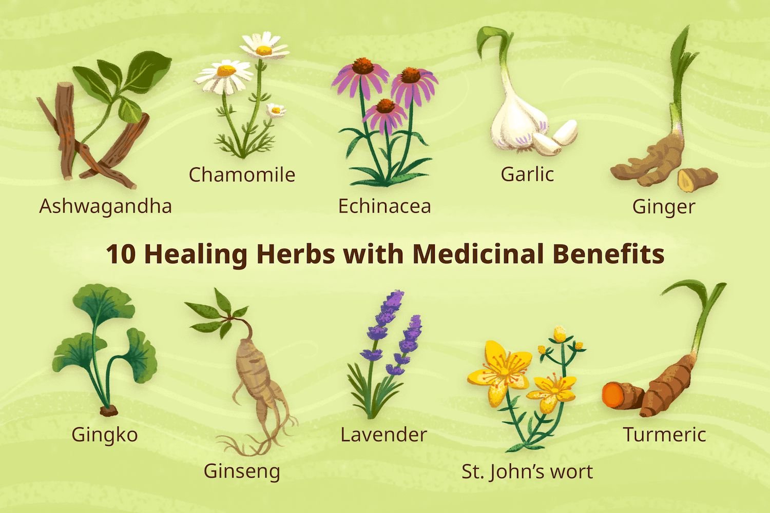 Top 10 Medicinal Plants and Their Health Benefits