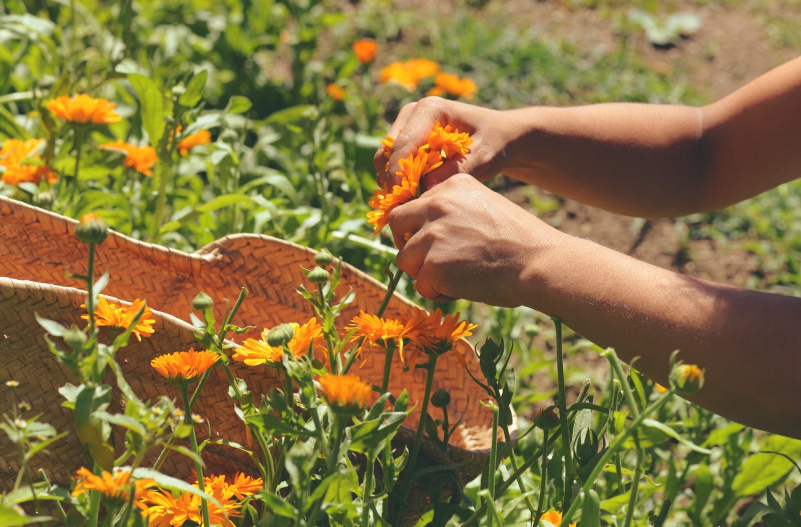 How to Find a Certified Herbalist