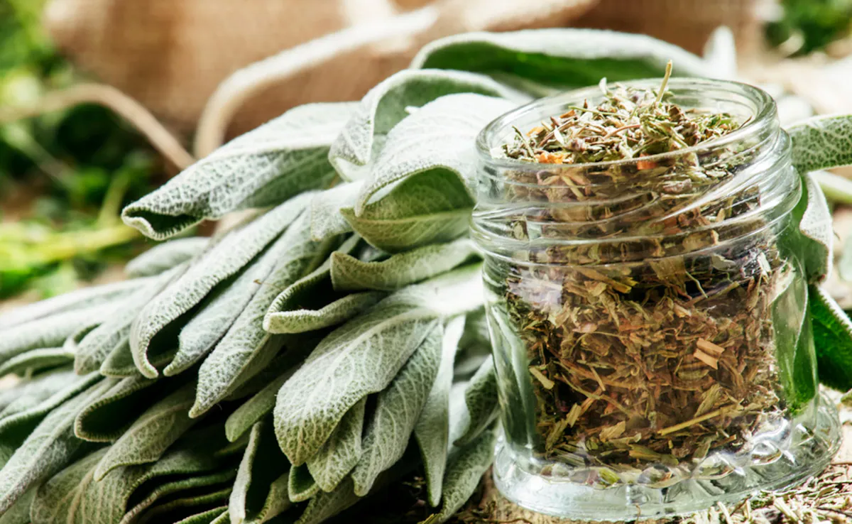 Seasonal Herbs: Benefits of Fresh vs. Dried