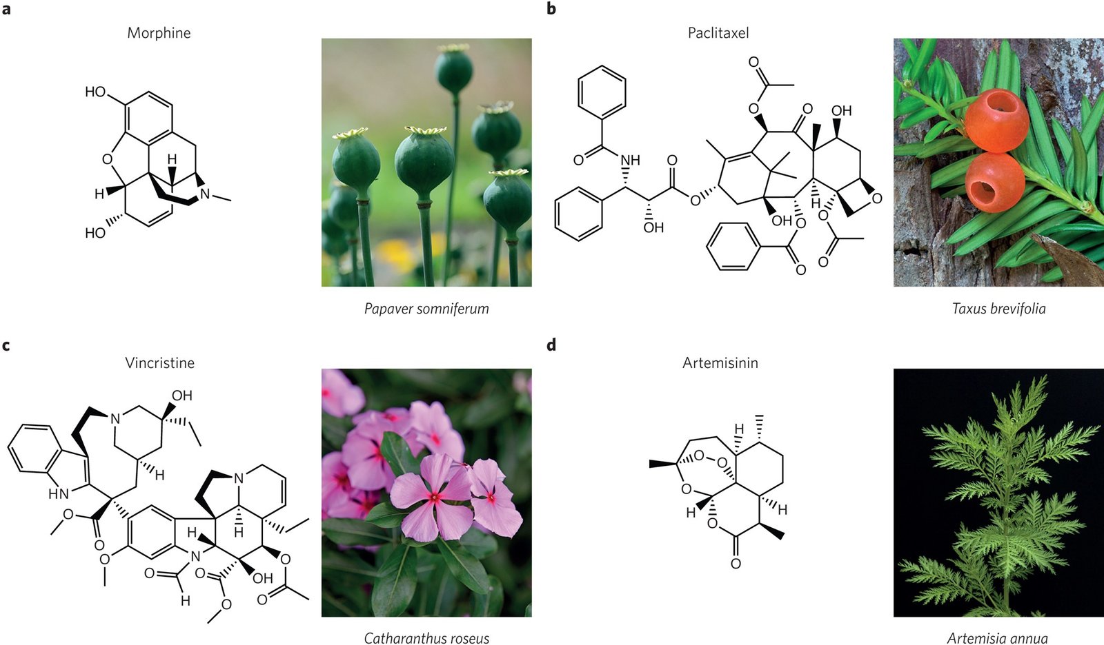 The History of Botanical Medicine Across Cultures