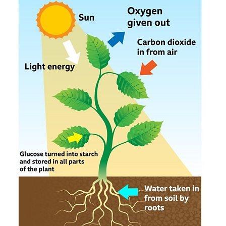  Photosynthesis and Plant Growth